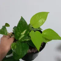 گل طبیعی|گل و گیاه طبیعی|مرودشت, قانون|دیوار