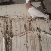 طوق زرد ماده مست بدرد جفتگاه میخورع