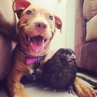 مربی سگ در شیرازآموزش سگ در شیراز تربیت سگ درشیراز|خدمات آموزشی|شیراز, شهرک آرین|دیوار