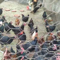 مرغ بلک استار تخم گذار