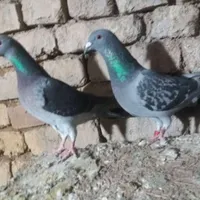چاپی|پرنده|اصفهان, بوستان زاینده رود|دیوار
