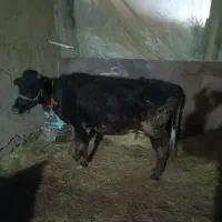 گاو و گوساله