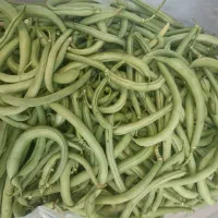 لوبیا سبز گوشتی