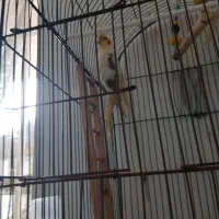 عروس هلندی با قفس