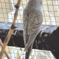 مرغ عشق|پرنده|کبودرآهنگ, |دیوار