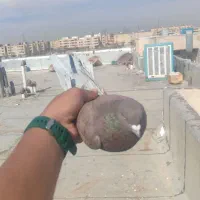 ۶عدد کفتر خوب پرشی|پرنده|سیرجان, |دیوار