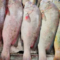 مرغ منجمد و ماهی جنوب تازه|خوردنی و آشامیدنی|نیشابور, کوی فرهنگیان|دیوار