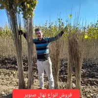 گردو انواع نهال میوه وصنوبر تخصص ماست پاییزنهال