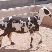 گوشت بره کهره (متن رو بخون ب کارت میاد همشهری)