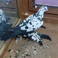 کبوتر|پرنده|تبریز, |دیوار