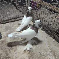 کبوتر طوقی عروسک|پرنده|زاهدان, |دیوار