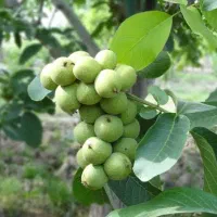 نهالستان گردو و ارقام میوه های پربار پالیز|خدمات باغبانی و درختکاری|قلعه گنج, |دیوار