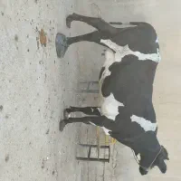 گاو آبستن ۸ماه در شادگان|حیوانات مزرعه|اهواز, امانیه|دیوار