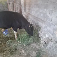 حیوان مزرعه