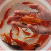 ماهی قرمز و گلد فیش