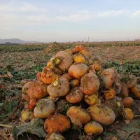 چغندر علوفه