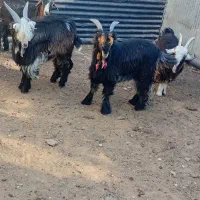 بیگ نر چهار عدد مست مست|حیوانات مزرعه|مسجد سلیمان, |دیوار