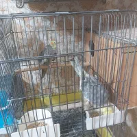 عروس هلندی.مرغ عشق،|پرنده|کرج, گلشهر|دیوار