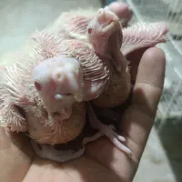 جوجه عروس هلندی سرلاکی ومرغ عشق با قیمت مناسب