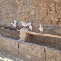 فروش کبوتر یا معاوضه با بلدرچین|پرنده|کشکوئیه, |دیوار