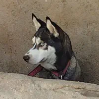 ماده هاسکی اصیل