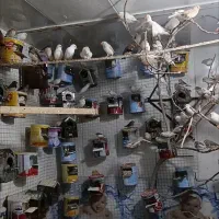 فنچ|پرنده|بیرجند, |دیوار