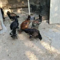 جوجه مرغ و خروس محلی