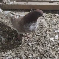 کبوتر ماده گرگی