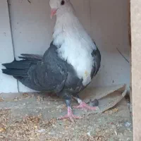 یک جفت جوانه کله سفید اماده  پرش