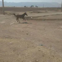 کره اسب|اسب و تجهیزات اسبسواری|کرمانشاه, |دیوار