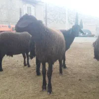 بره نر بره قوچی قزل افشار|حیوانات مزرعه|سیدان, |دیوار