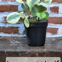 گل اپارتمانی|گل و گیاه طبیعی|سنندج, |دیوار