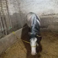 اسب ماده|اسب و تجهیزات اسب‌سواری|ارومیه, |دیوار