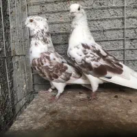 کفترای دهنجور بعدازظهری|پرنده|تهران, بهارستان|دیوار