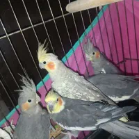 تعدادی عروس هلندی