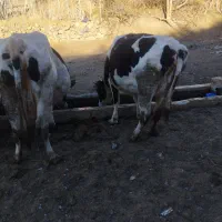 انواع گاو با نژاد های عالی