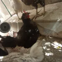 3مرغ‌رسمی‌تخمگذار‌و‌خروس‌گلین‌و‌مرغ‌گلین‌تخمگذار|حیوانات مزرعه|قم, شاه ابراهیم|دیوار