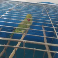 طوطی ملنگو|پرنده|لردگان, |دیوار