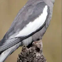 عروس هلندی