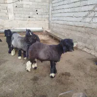 5 عدد بره تخمی عتیقه ،|حیوانات مزرعه|کوهرنگ, |دیوار