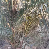 یزد|موبایل|یزد, |دیوار