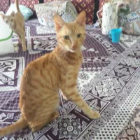 گربه اهلی آرام و زبان فهم