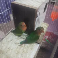 جفت کوتوله برزیلی خوش رنگ بامزه