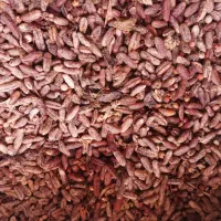 تفاله خرما و سایر تفاله کشاورزی برای خوراک دام