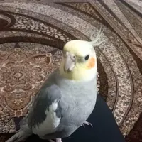 عروس هلندی گم شده‌مبلغ۲۰ میلیون پاداش میدم