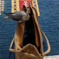 گمشده