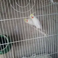 یک جفت لوتینو تخم گذار با باکوزه تخم گذاری|پرنده|کرج, فاز ۲ مهرشهر|دیوار