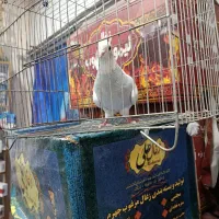 طوقی ابی نر