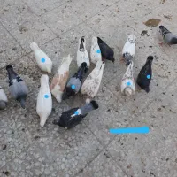 کبوتر پرشی تهرانی و مسافتی تعداد ۱۰تا