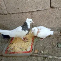 جفت جوجه توقی معاوزه با جفت کبوتر سفید اراکی